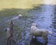 Sacha and Rufus admiring Wilfie swim