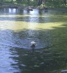 Sacha at Stanmer Park dew pond